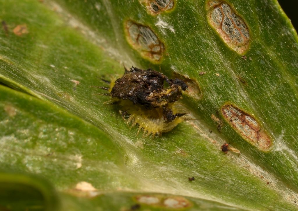 Cassida rubiginosa - larva?